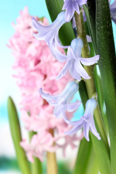 Belles jacinthes, sur fond lumineux — Photo