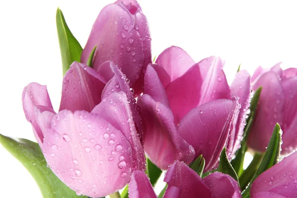 束美丽的紫色郁金香，孤立在白色 — 图库照片