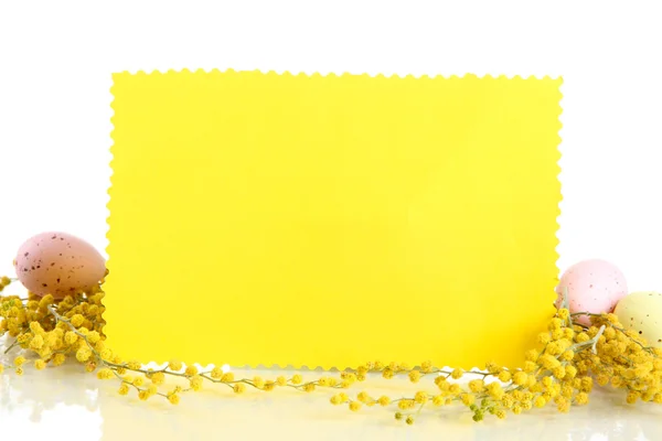 Puste karty pisanki i mimozy kwiaty na białym tle — Zdjęcie stockowe
