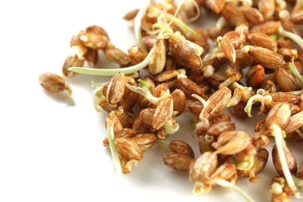 Wheat germs, close up — Stock Photo, Image