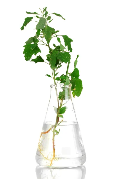 Plant in test-tube isolated on white — Stock Photo, Image