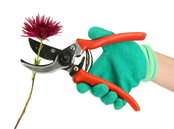 Cutting flower with pruning shears isolated on white — Stock Photo, Image