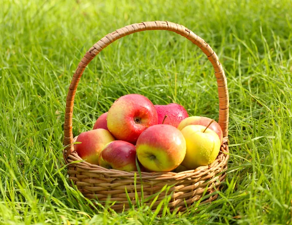 Basket of fresh ripe apples in garden on green grass — Stock Photo, Image