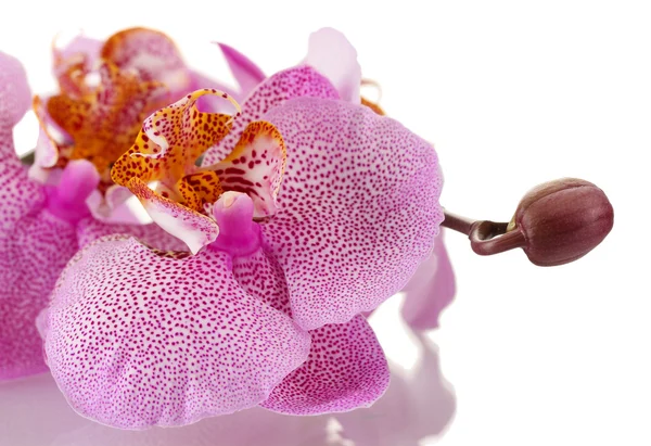 Krásná růžová orchidej, izolované na bílém — Stock fotografie