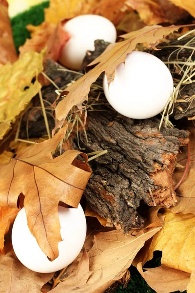 Easter eggs hidden in leaves — Stock fotografie