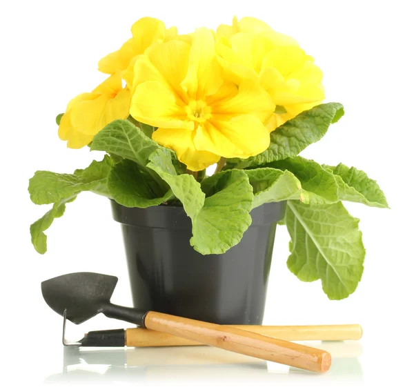 Beautiful yellow primula in flowerpot, isolated on white — Stock Photo, Image