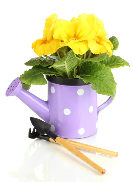 Beautiful yellow primula in watering can, isolated on white — Stock Photo, Image