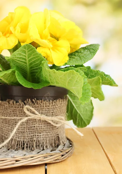 Belle primula jaune en pot de fleurs sur table en bois sur fond vert — Photo
