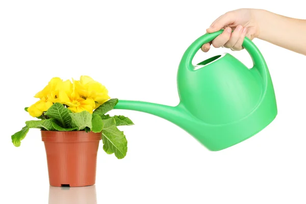 Beautiful yellow primula in flowerpot and watering can, isolated on white — Stock Photo, Image