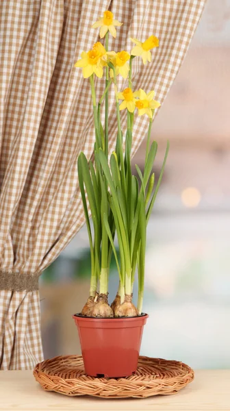 ウィンドウの背景に植木鉢で美しい黄色い水仙 — ストック写真