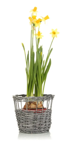 Belles jonquilles jaunes dans un panier en osier isolé sur blanc — Photo