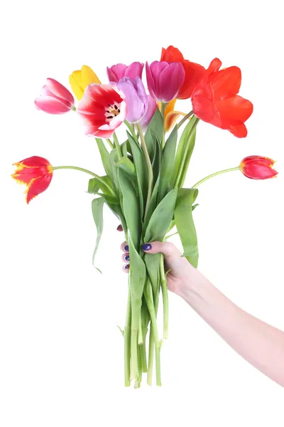 Hermosos tulipanes en mano aislados en blanco — Foto de Stock
