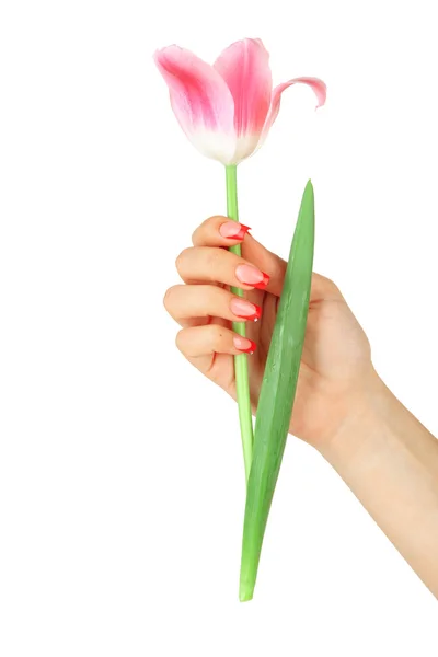 Närbild av händerna på ung kvinna med elegans manikyr och tulip flower, isolerad på vit — Stockfoto