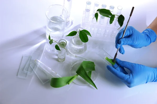 Test tubes with plant on light background — Stock Photo, Image