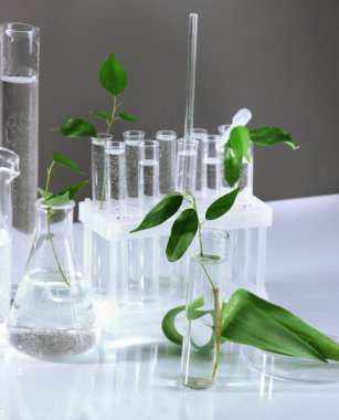 test tüpleri ile gri arka plan üzerinde bitki