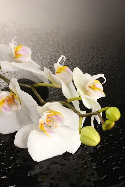 Krásná bílá orchidej s kapky na šedém pozadí — Stock fotografie