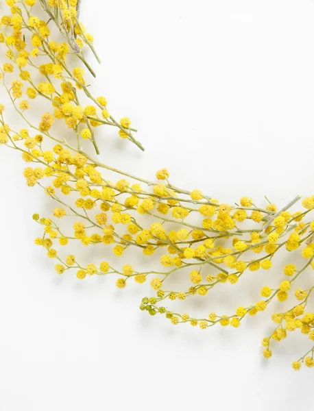 Gałązki mimozy kwiatów, na białym tle — Zdjęcie stockowe
