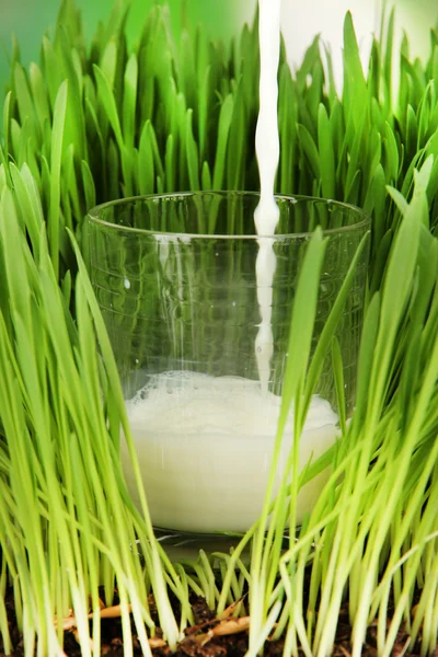 Milch aus nächster Nähe in Glas gießen, das auf Gras steht — Stockfoto