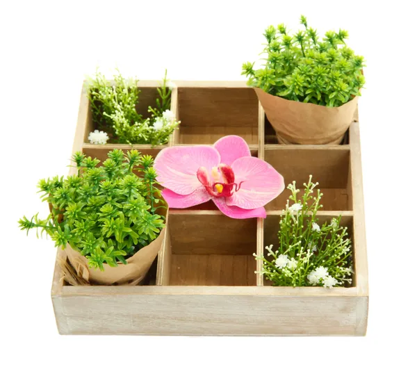 Piękne kwiaty ułożone w drewniane pudełko na białym tle — Zdjęcie stockowe