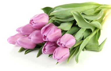 güzel beyaz izole mor Lale buketi