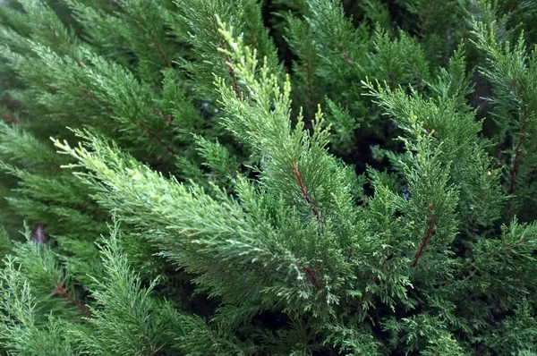Beautiful green bush close-up — Stock Photo, Image