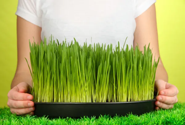 Hands holding growing grass on green background — Stock Photo, Image