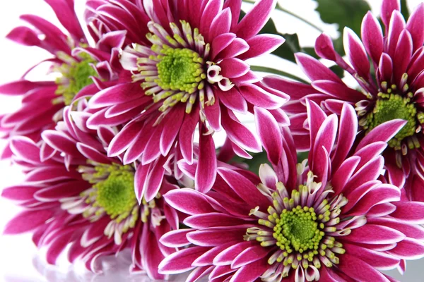 Bouquet di bellissimi crisantemi primo piano — Foto Stock