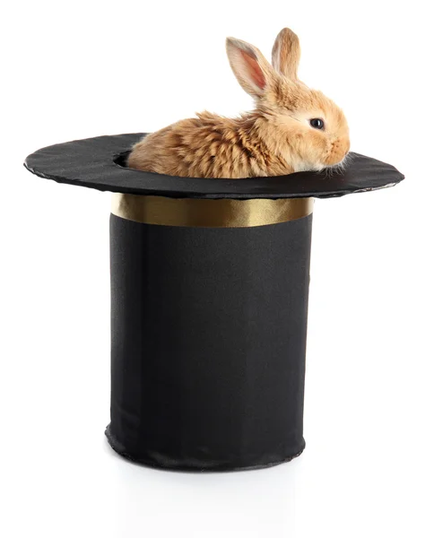 Fluffiga foxy kanin i svart cylinder isolerad på vit Stockbild