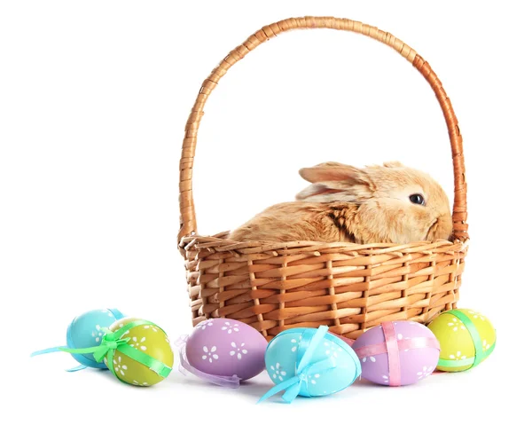 Fluffy foxy rabbit in basket with Easter eggs isolated on white — Stock Photo, Image