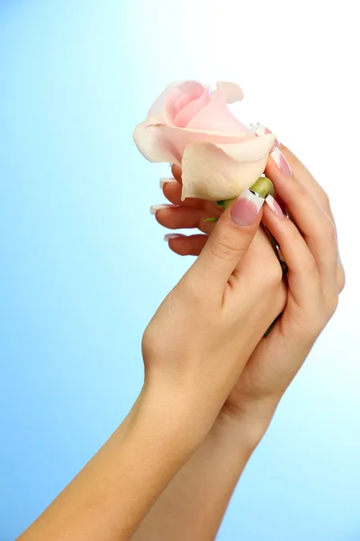 Mooie vrouw handen met roos, op blauwe achtergrond — Stockfoto