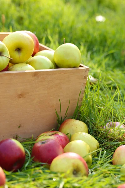 Krat van vers rijp appels in tuin op groen gras — Stockfoto