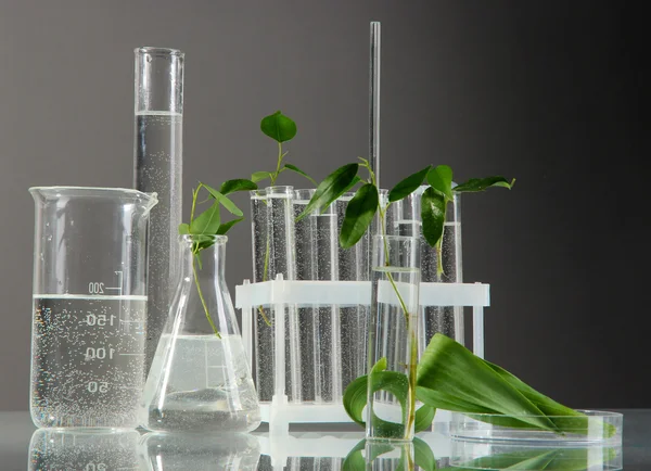 Test tubes with plant on gray background — Zdjęcie stockowe