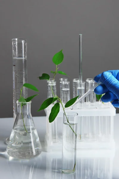 Test tubes with plant on gray background — Zdjęcie stockowe