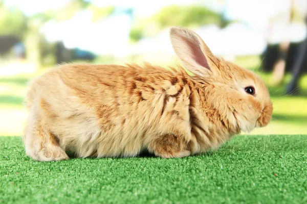 Puszyste foxy królik na trawie w parku — Zdjęcie stockowe
