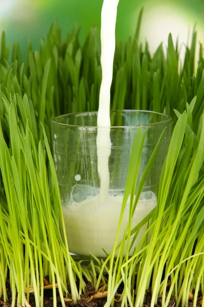 Pouring milk into glass standing on grass close up — Stock Photo, Image