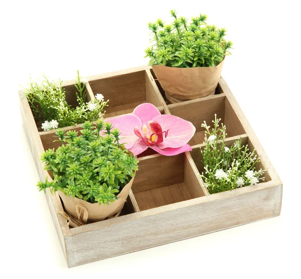 Beautiful flowers arranged in wooden box isolated on white — Stockfoto