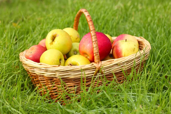 Panier de pommes fraîches mûres dans le jardin sur herbe verte — Photo