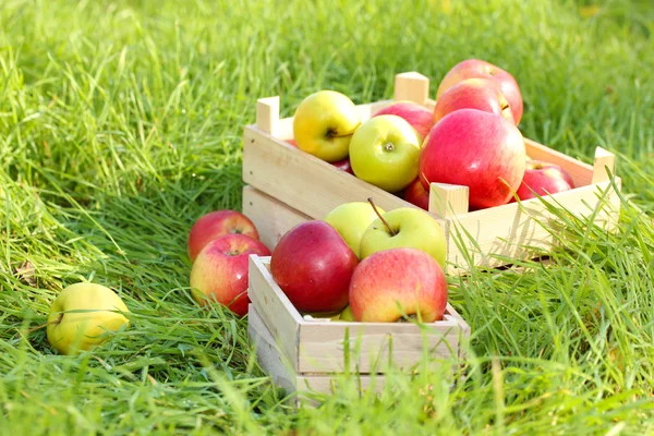 Casse di mele mature fresche in giardino su erba verde — Foto Stock