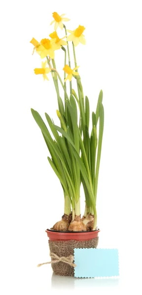 Belos narcisos amarelos em vaso isolado em branco — Fotografia de Stock