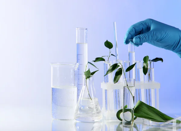 Tubos de ensayo con planta sobre fondo claro — Foto de Stock