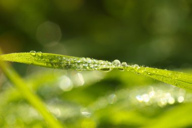 beautiful green grass with dew, close up