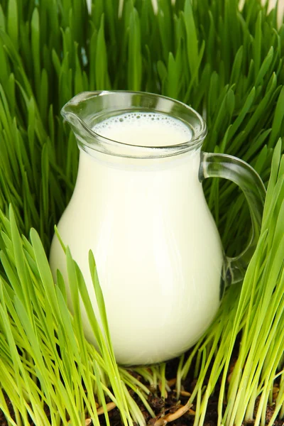 Glass pitcher of milk standing on grass close up