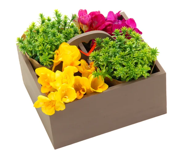 Beautiful flowers arranged in wooden box isolated on white — Stock Photo, Image