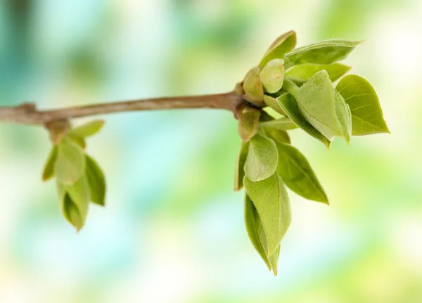 木明るい背景の上に花の芽 — ストック写真