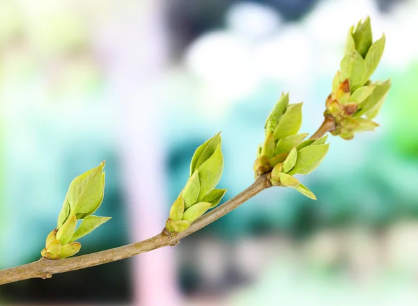 Blütenknospen am Baum vor hellem Hintergrund — Stockfoto