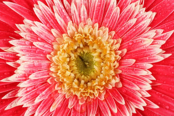 아름 다운 거 버 꽃 클로즈업 — 스톡 사진