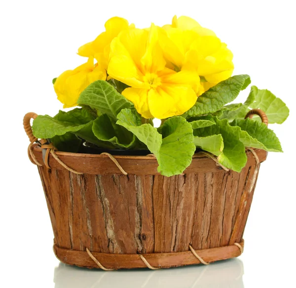 Sepette, güzel sarı çuha çiçeği üzerinde beyaz izole — Stok fotoğraf
