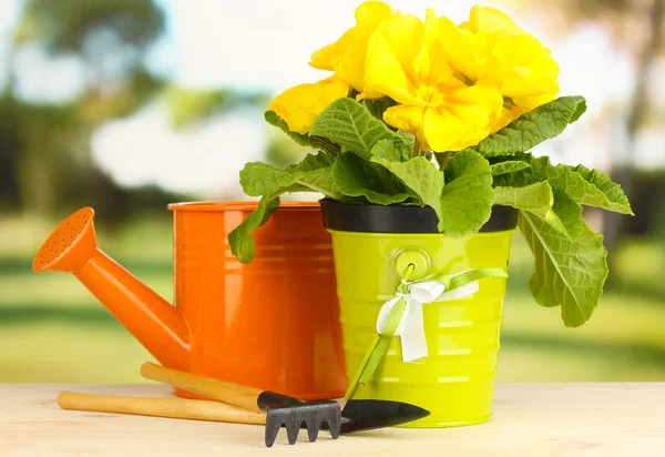 Bella primula gialla in vaso da fiori su tavolo di legno su sfondo verde — Foto Stock