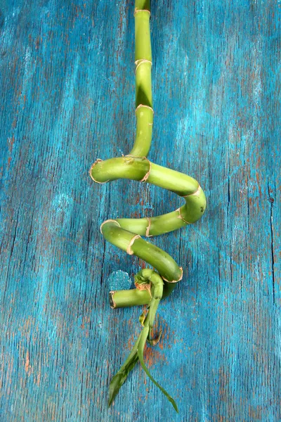 Bellissimo bambù verde su tavolo di legno blu — Foto Stock