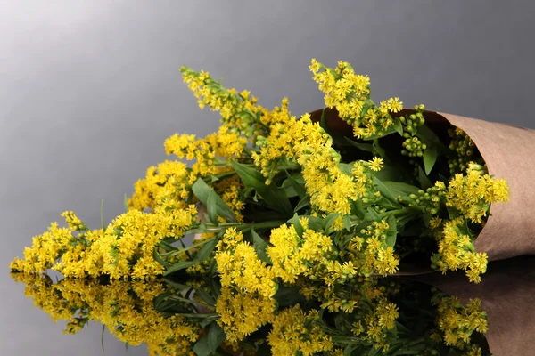 Sprigs of mimosa on gray background — Stock Photo, Image